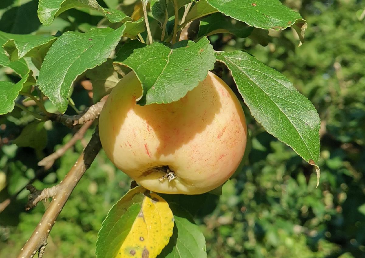 blog-image